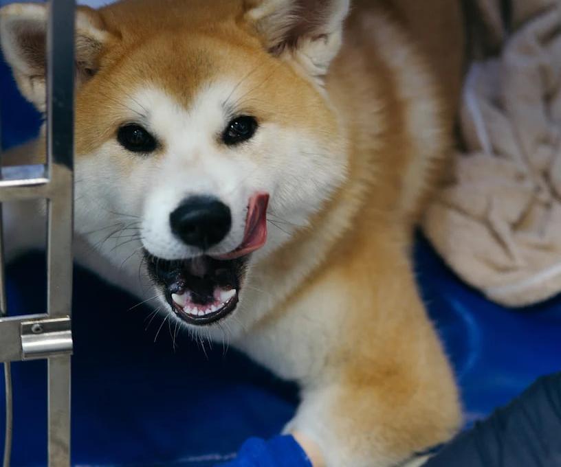 Ветеринарна клініка доктора Клубаня