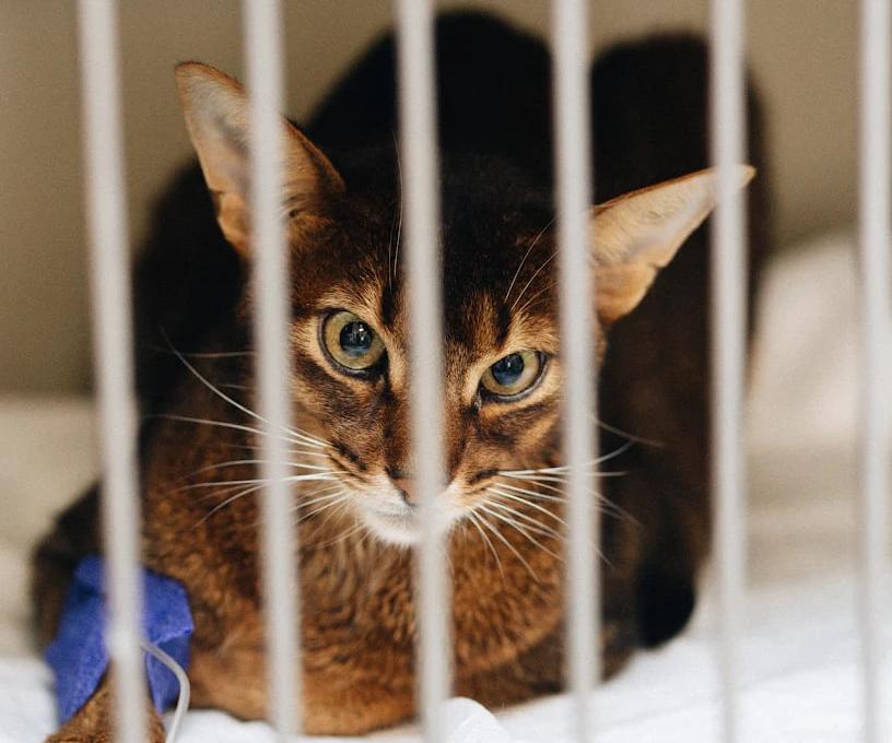 Ветеринарна клініка доктора Клубаня