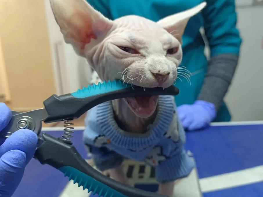 ЛеоВетПлюс