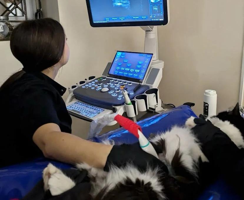 ЛеоВетПлюс