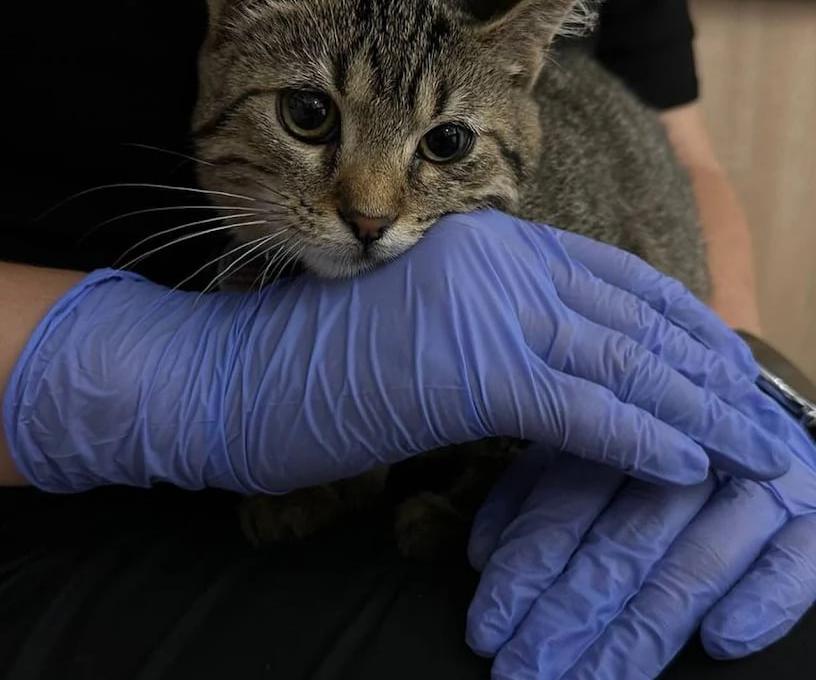 ЛеоВетПлюс