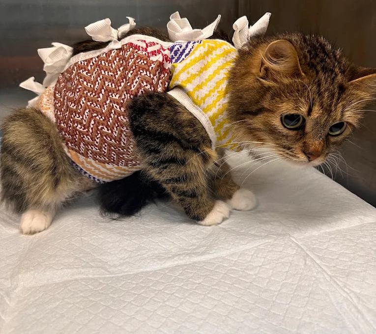 Вуса Kапи Хвіст