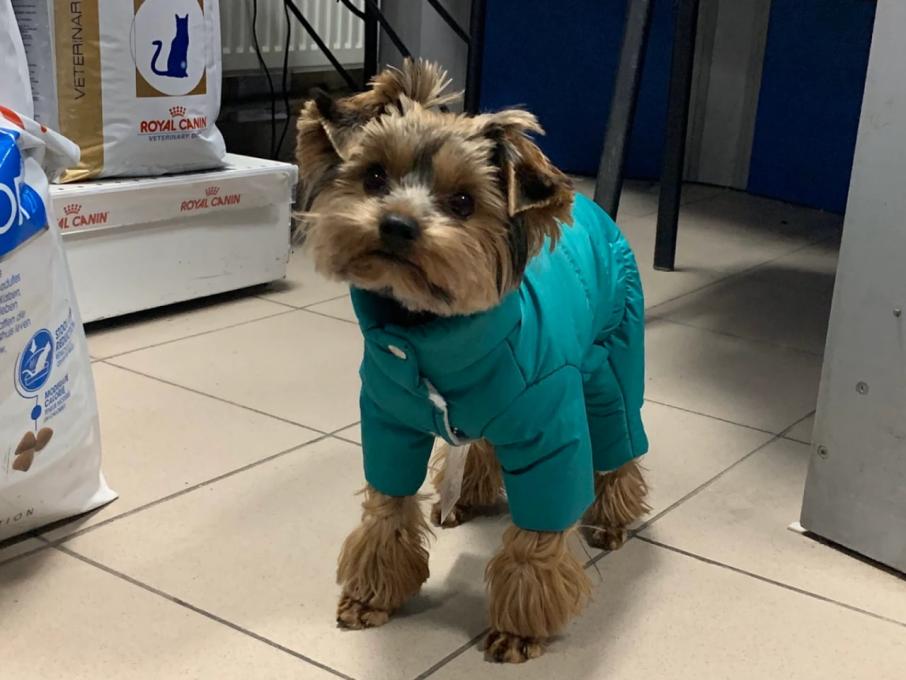 Вуса Kапи Хвіст