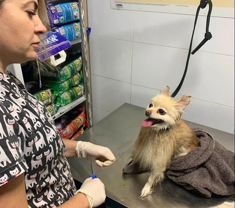 Вуса Kапи Хвіст