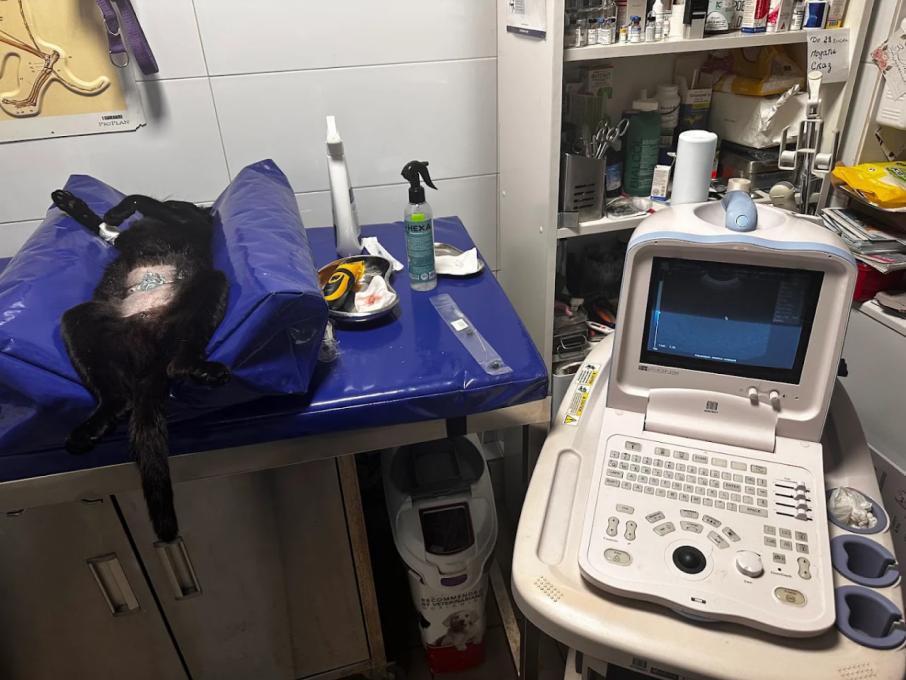 Вуса Kапи Хвіст