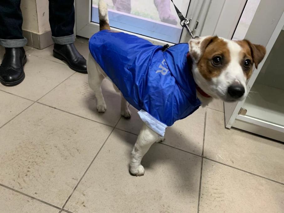 Вуса Kапи Хвіст