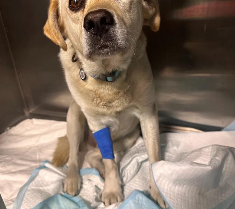 Вуса Kапи Хвіст