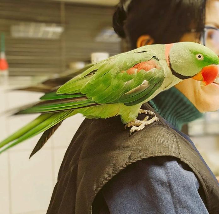 Ветдопомога