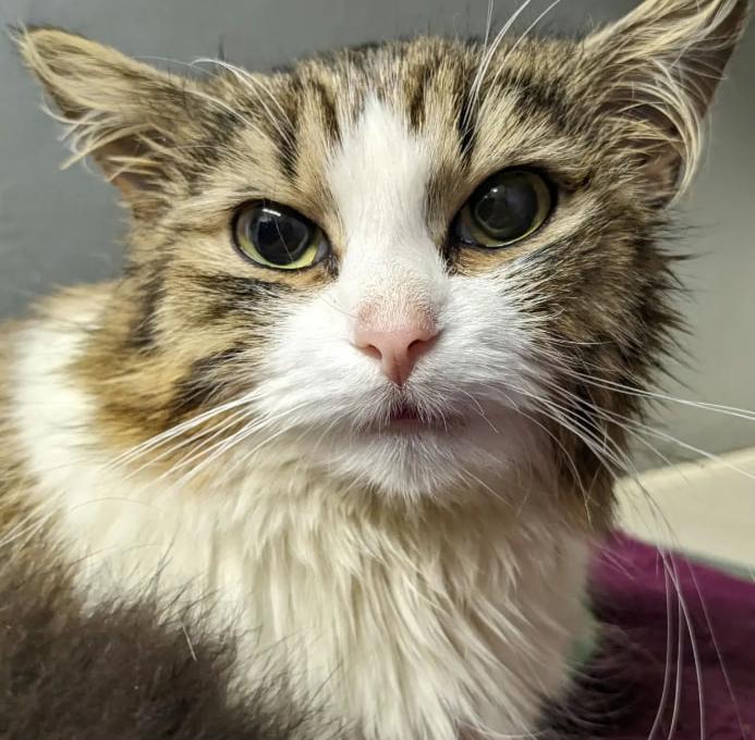 Ветдопомога