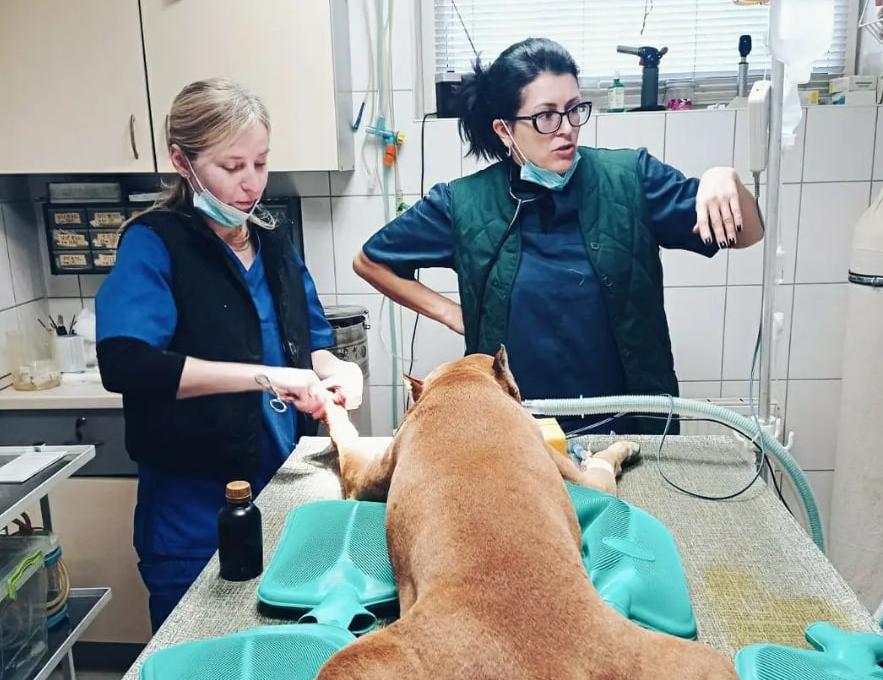 Ветдопомога