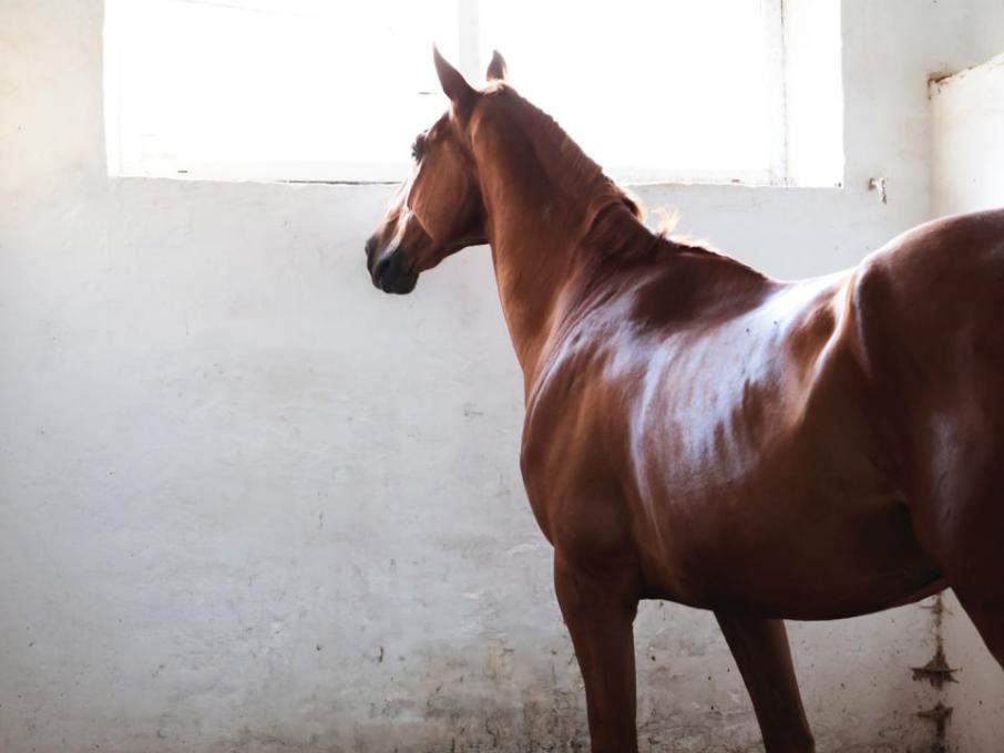 Школа Марії Бродської