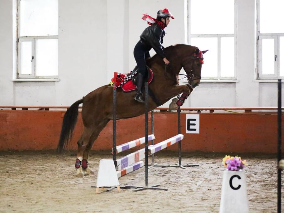 Буревісник