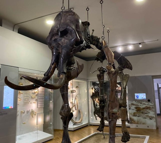 Державний природознавчий музей