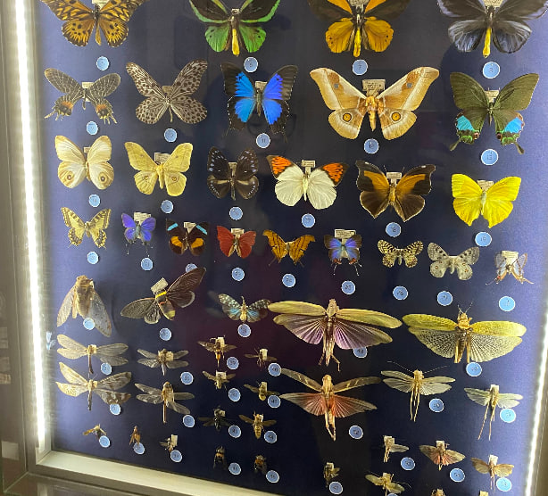 Державний природознавчий музей