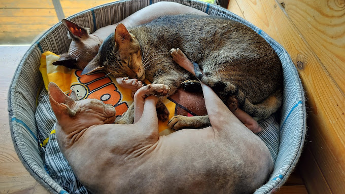 Cat Cafe