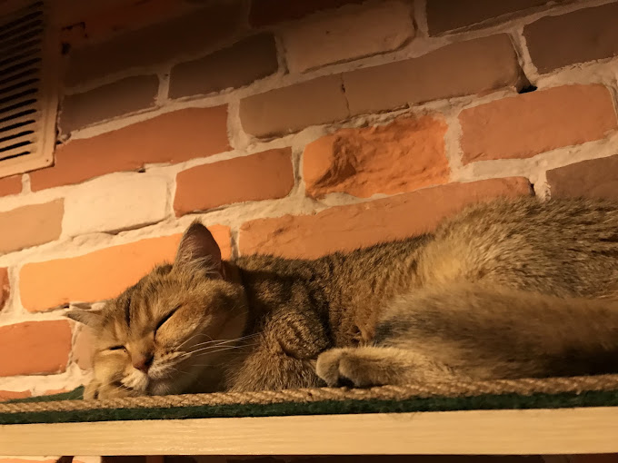 Cat Cafe