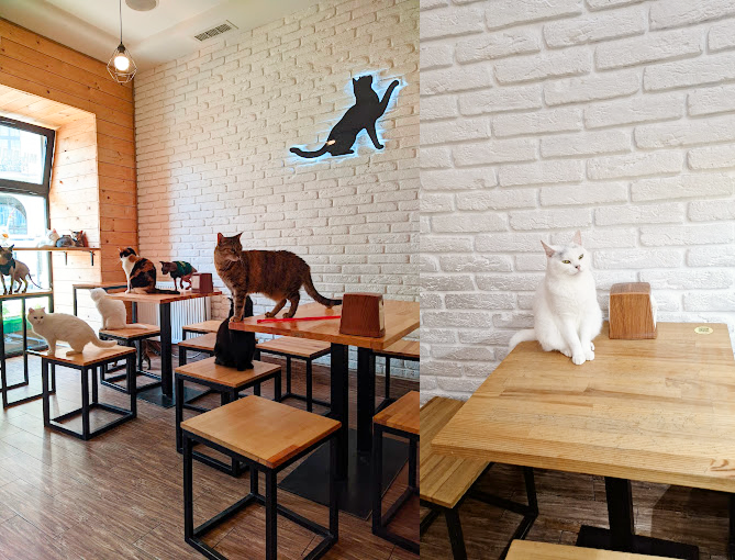Cat Cafe