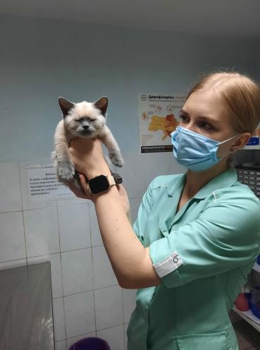 Полівет