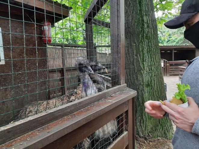 Animal Park