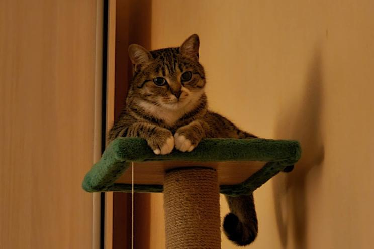 Кот Бегемот