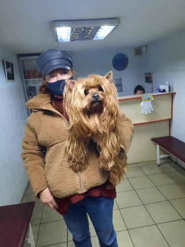 Полівет