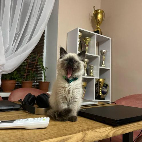 Шанс