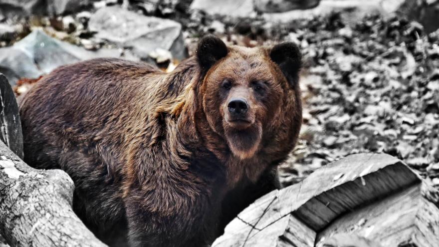 Київський зоопарк