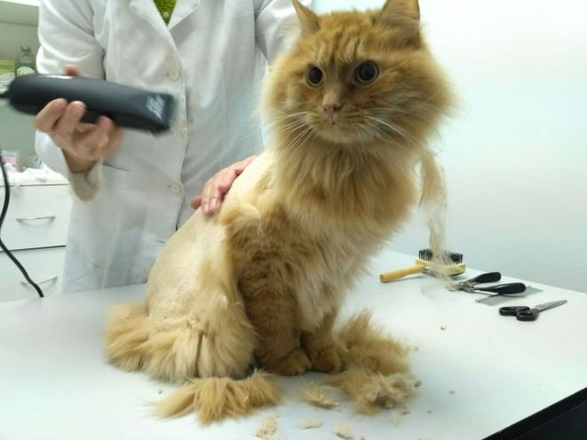 Бонифаций