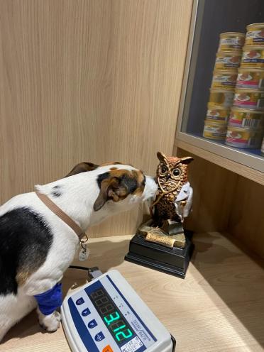 Доктор Vet