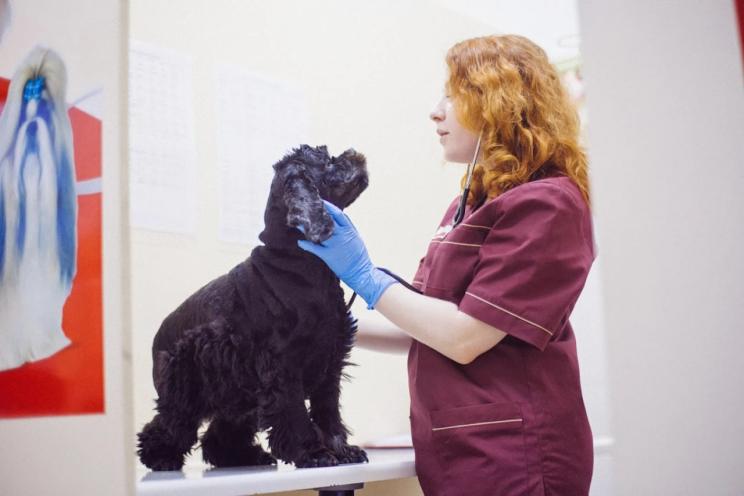 VetMed