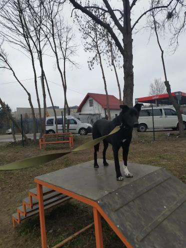 ЛКП Лев