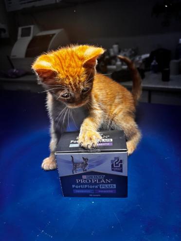 Mr.Vet