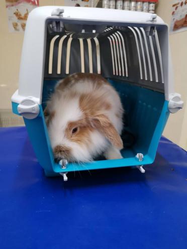 Mr.Vet