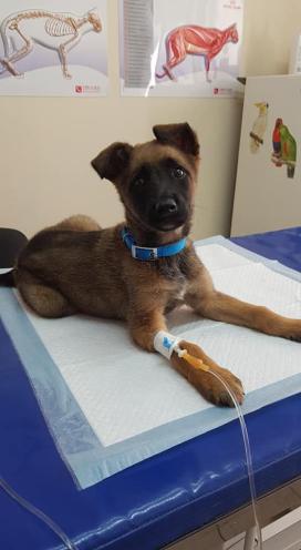 Mr.Vet