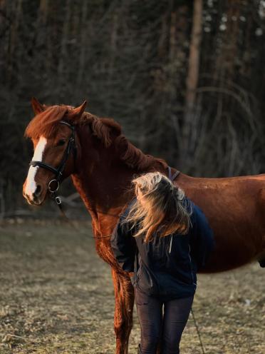 Horses Grand Amour