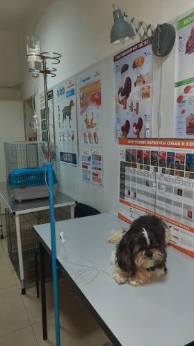 VETPULSE