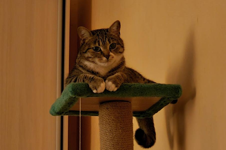 Кот Бегемот