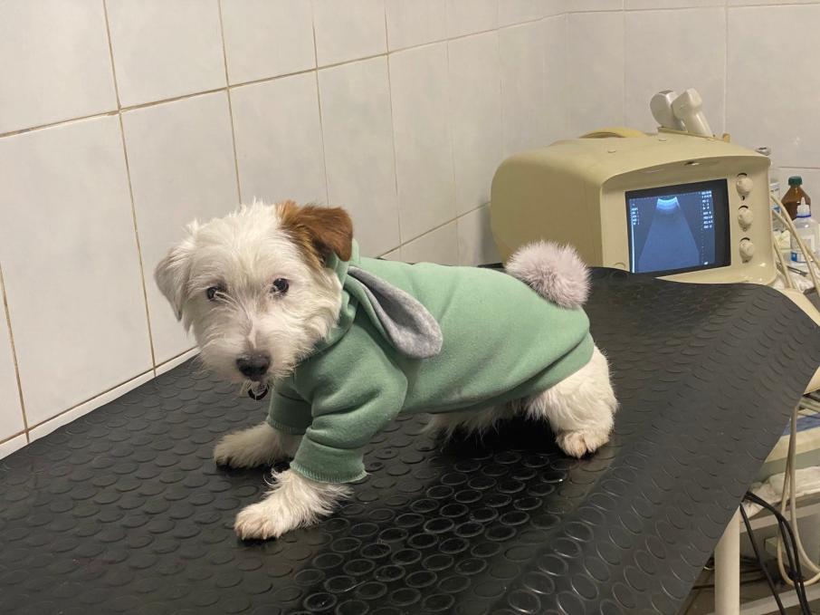 Полівет