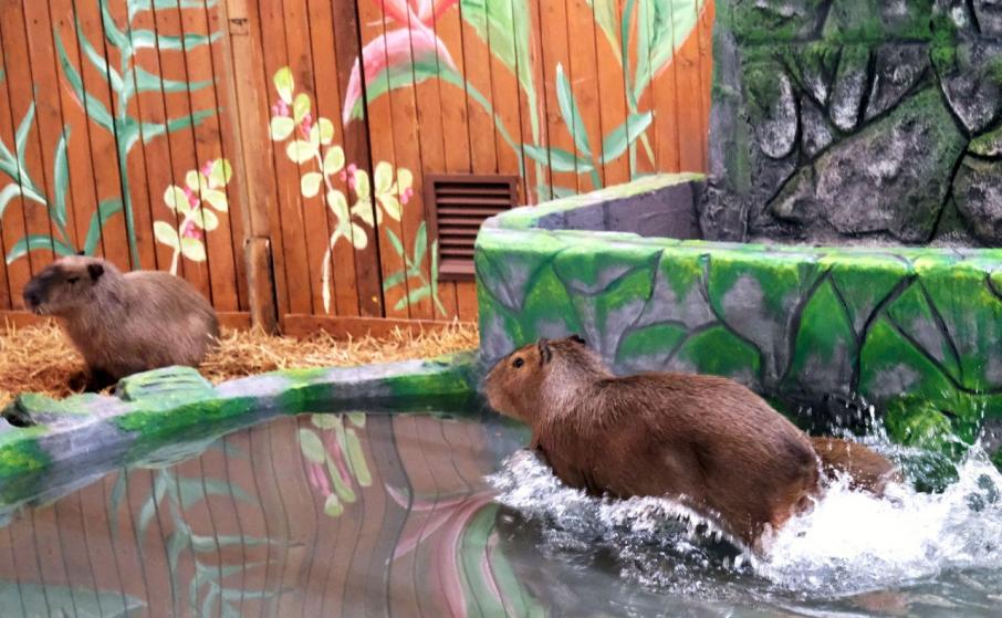 Київський зоопарк