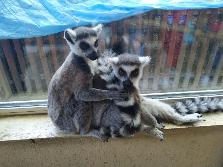 Animal Park