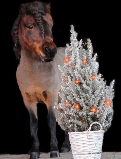 Pony Club