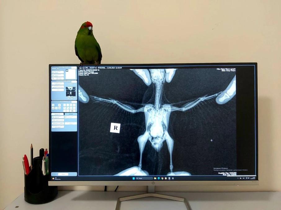 AldenVet