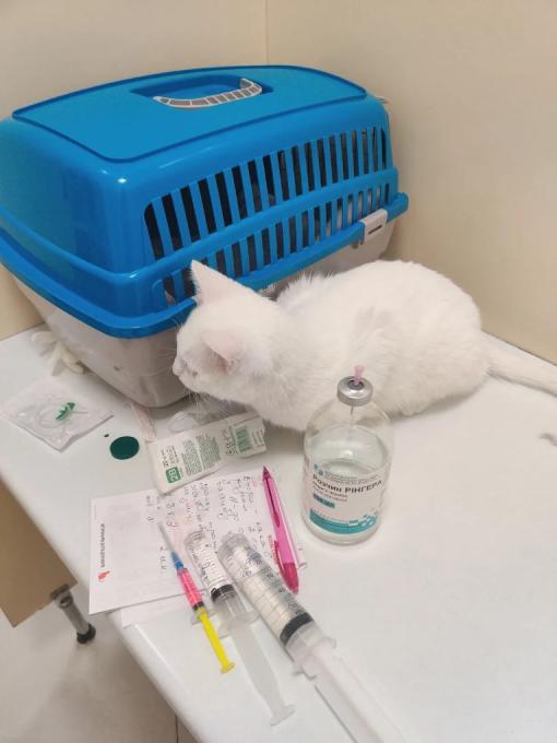 VetMed