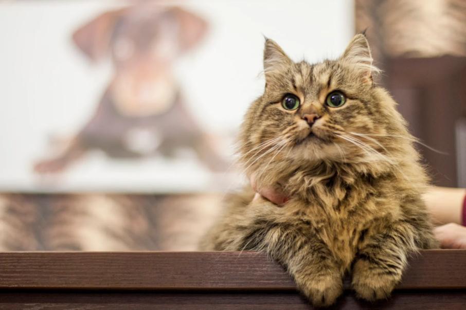 VetMed
