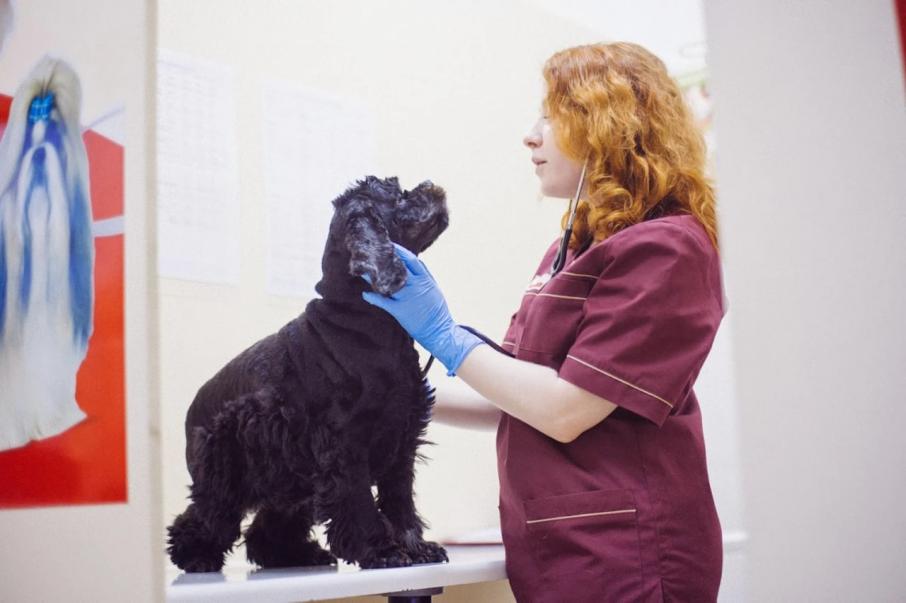 VetMed