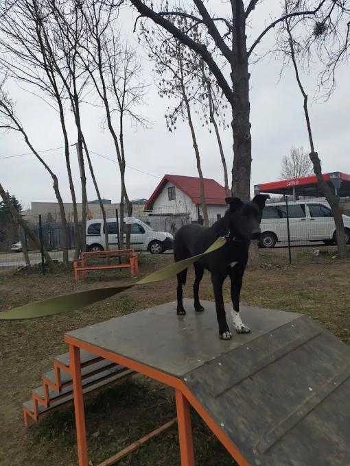 ЛКП Лев