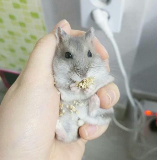Тім