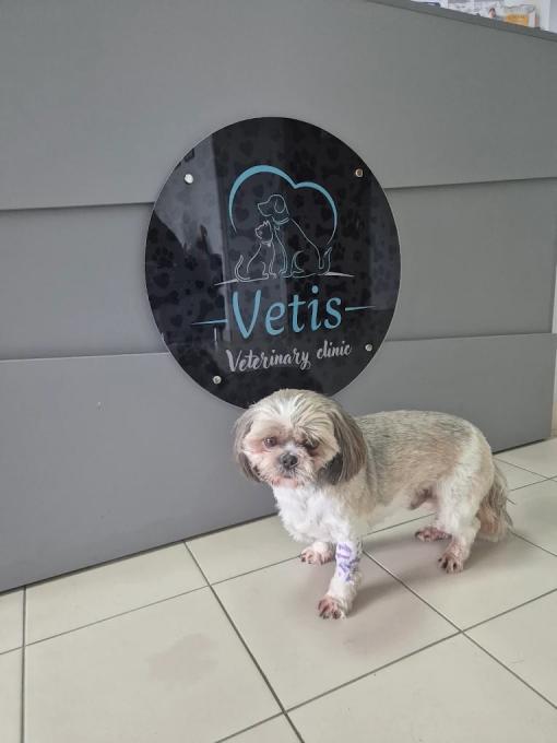 Vetis