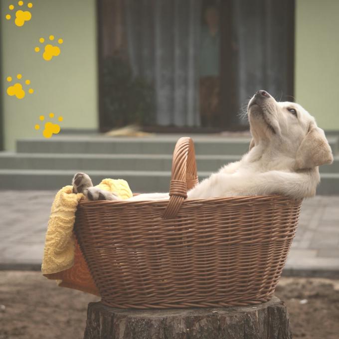 JustZoo