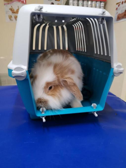 Mr.Vet